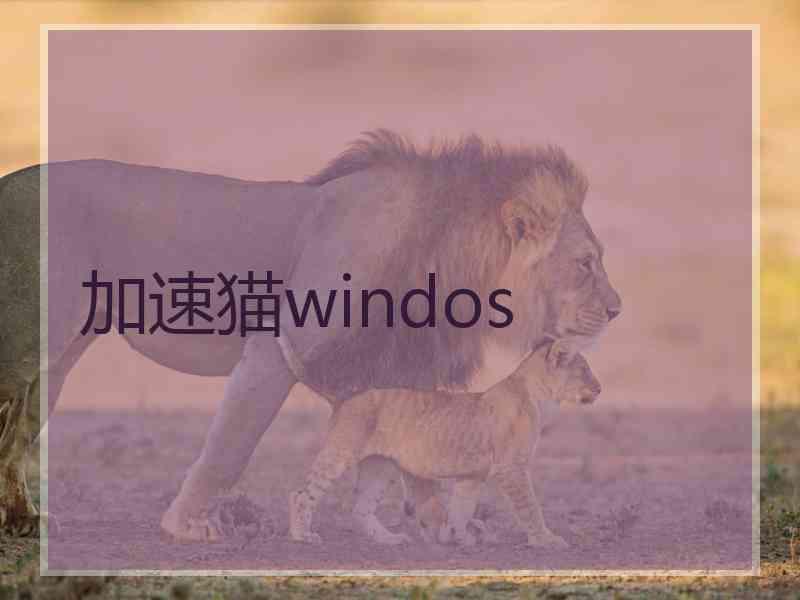 加速猫windos